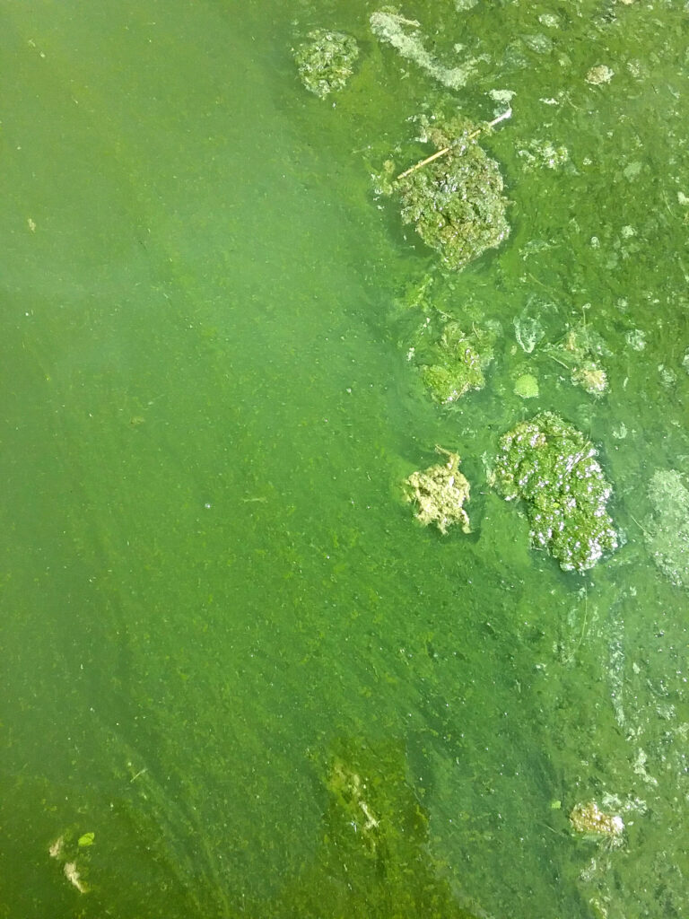 What Makes Algae Blooms Grow